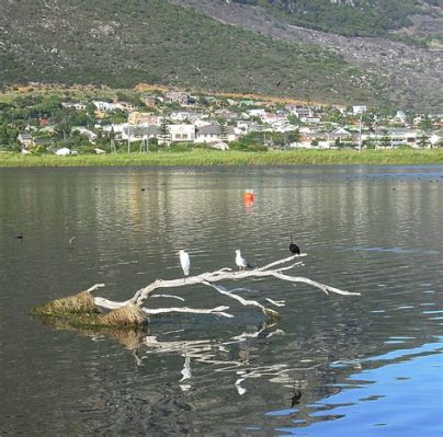  Zandvlei Estuary Nature Reserve: Ett naturreservat fyllt med fåglar och äventyr!